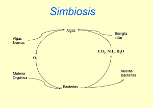 Simbiosis entre algas y bacterias en lagunas de oxidación