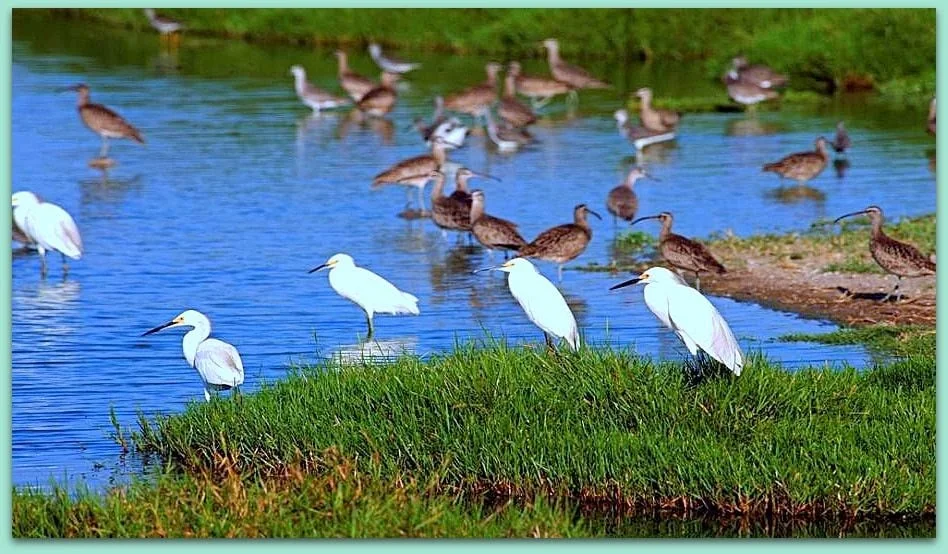 Especies de aves presentes en el ecosistema que generan los pantanos.