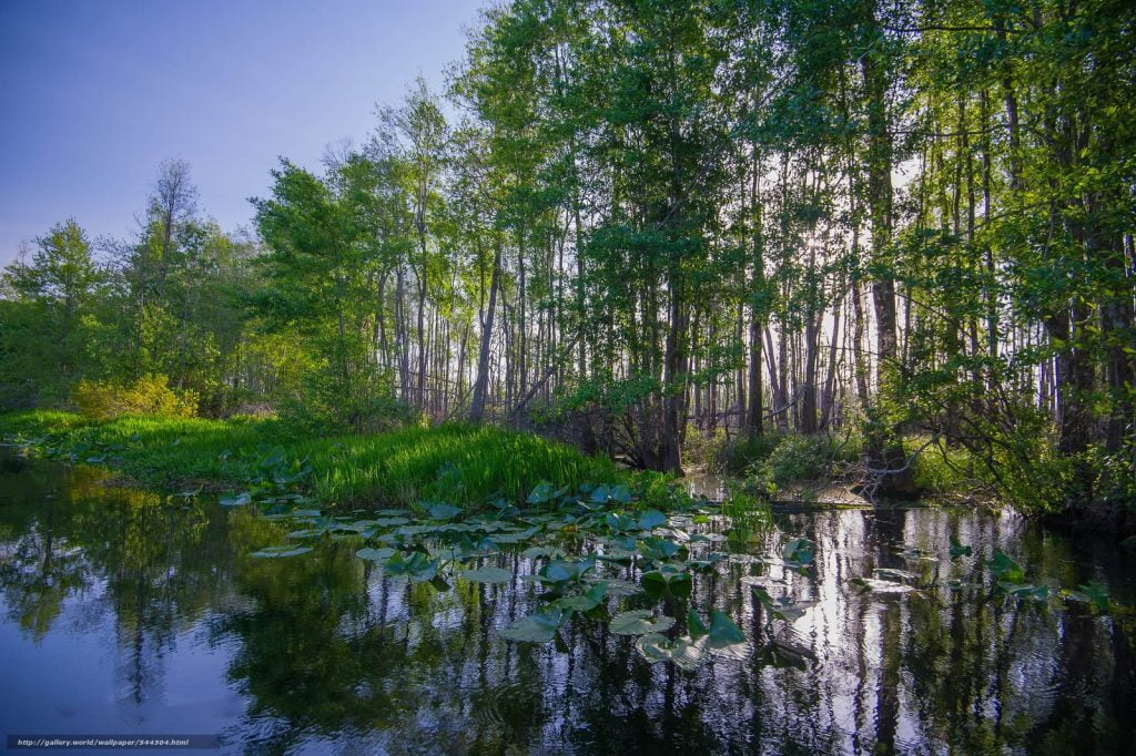 Pantano de Okefenokee, Estados Unidos.