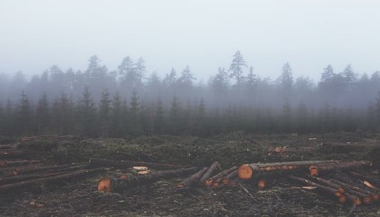 Las especies vegetales destruidas con fines antrópicos, demoran extensos periodos de tiempo en crecer de nuevo, afectando el equilibrio natural del medio ambiente.