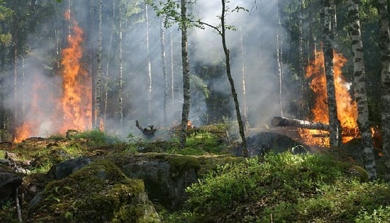 Los incendios forestales pueden provocarse por acciones antrópicas o por fenómenos climáticos y afectan la vida presente en el entorno.