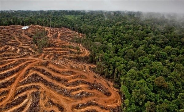 La deforestación afecta los ecosistemas y produce calentamiento global.