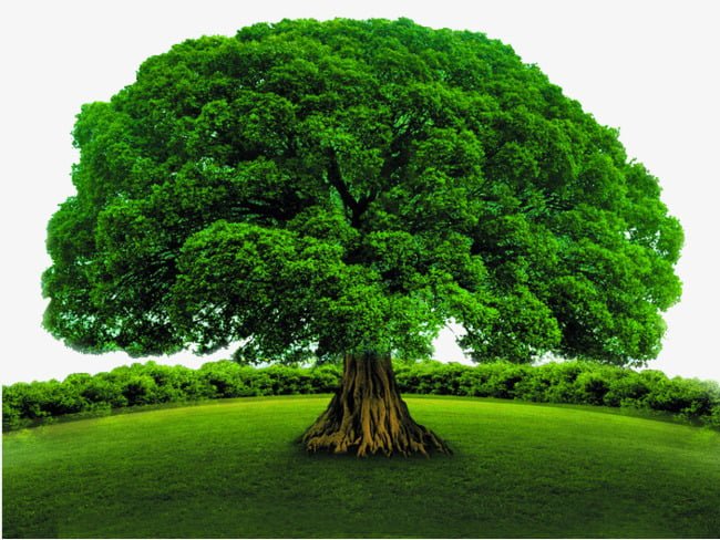 La Fotosíntesis generada por las plantas produce el ciclo del carbono