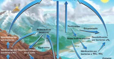 Esquema que representa el ciclo del nitrógeno en ecosistemas terrestres y marinos.
