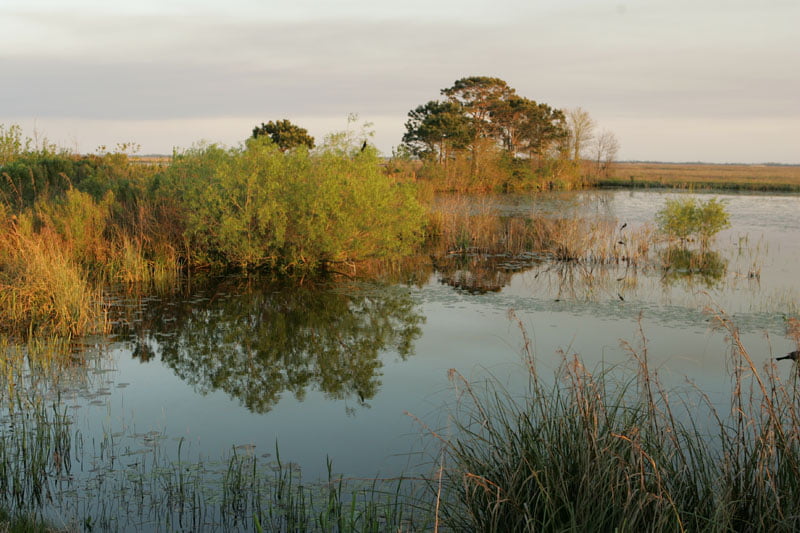Marismas de agua dulce humedales
