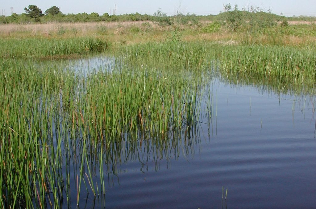 características de los humedales