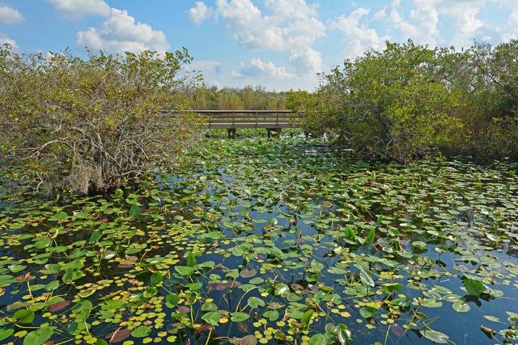 Marismas de agua dulce humedales