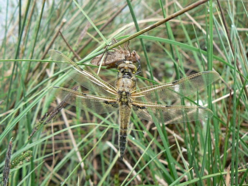 Turberas humedales