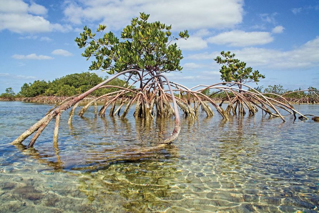 Pantanos o ciénagas de agua salada humedales