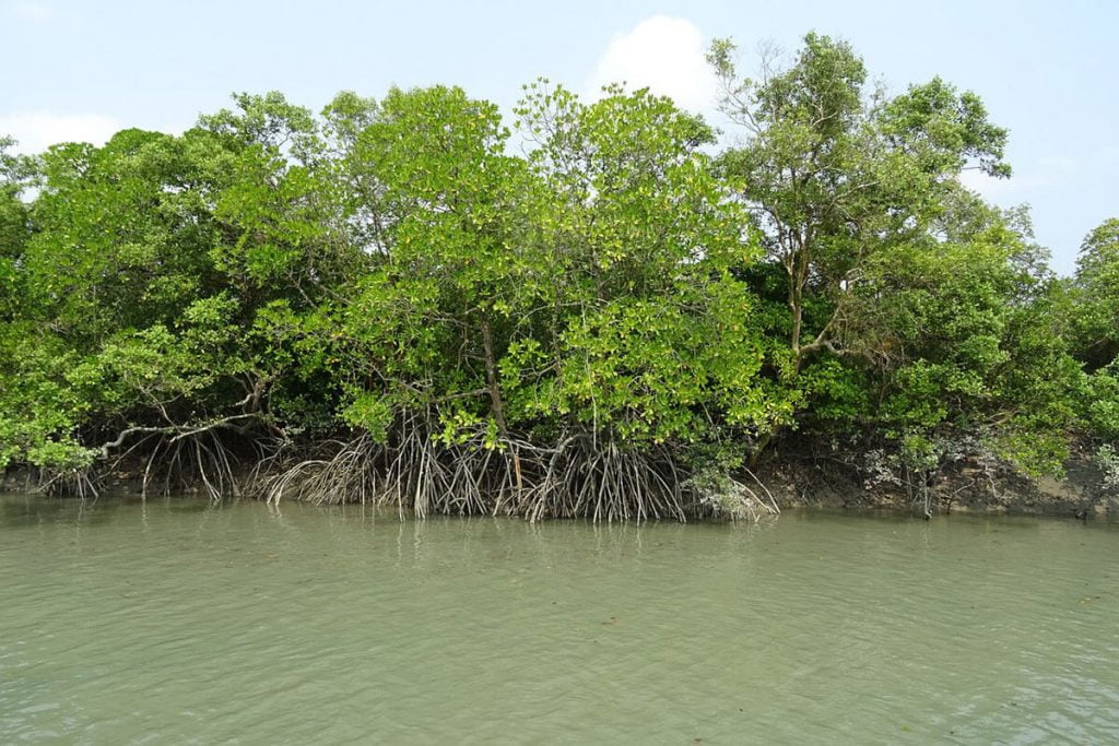 Pantanos o ciénagas de agua salada humedales
