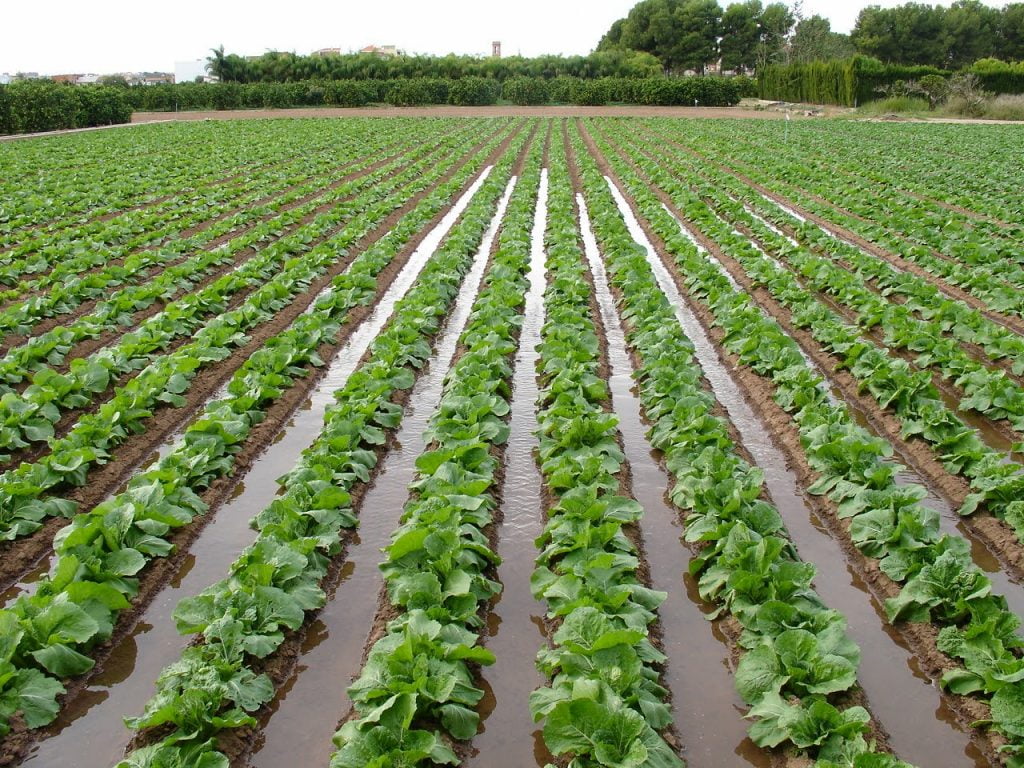 Sistema de riego por surcos, surcos agricultura.