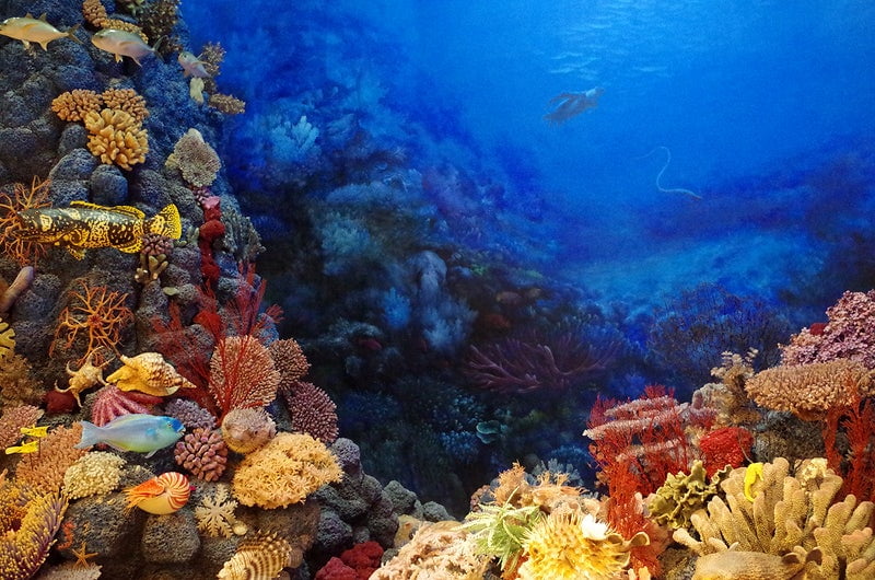 Aumento de la biodiversidad